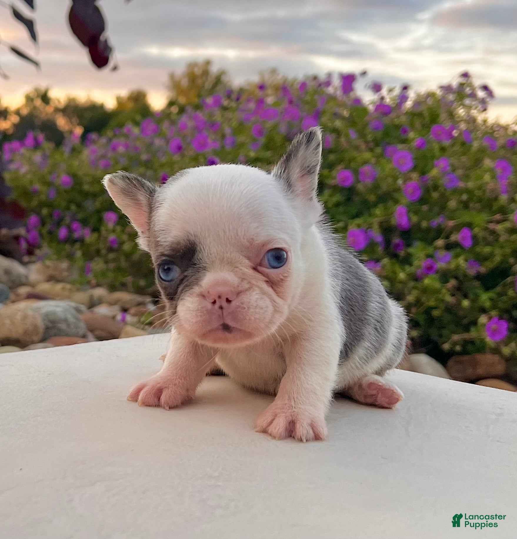 French Bulldog dogs Dazzy - Ad 2
