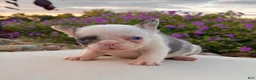 French Bulldog dogs for sale: Dazzy - Ad 2
