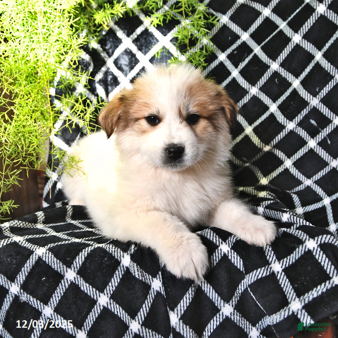 Great Pyrenees dogs for sale: Macy - Ad 3