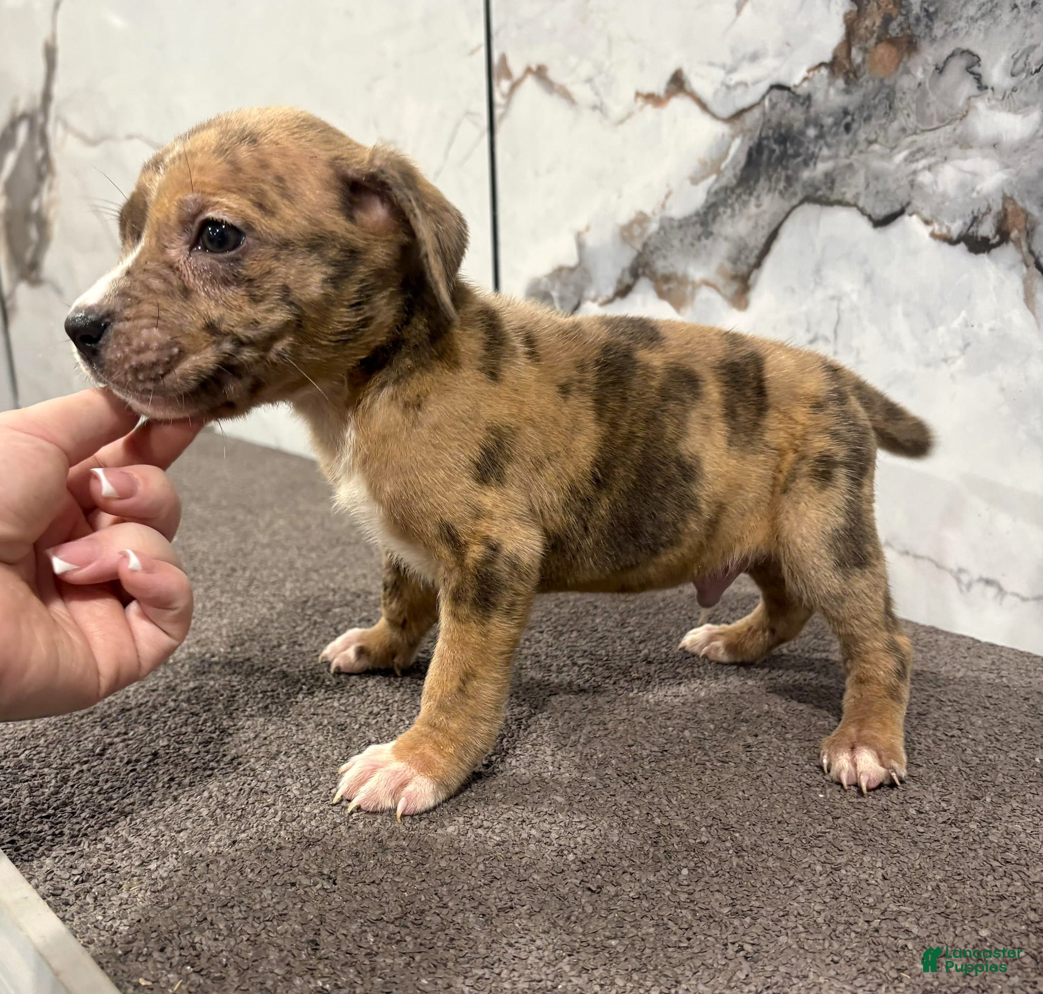 American Bully dogs AL B SURE - Ad 1