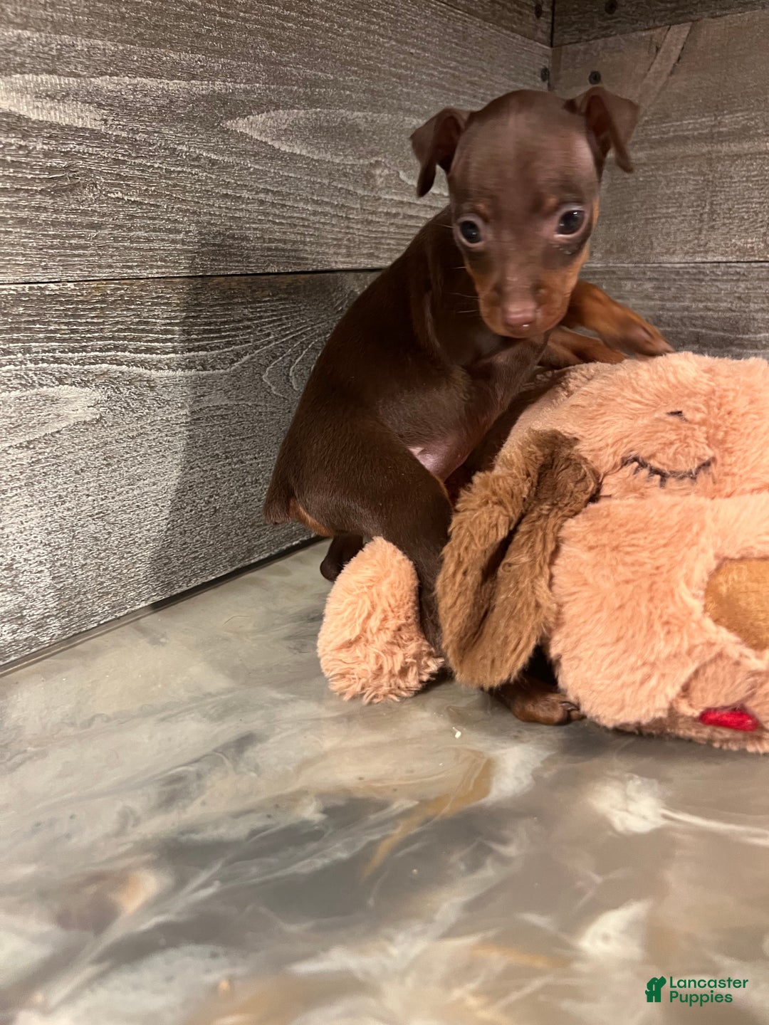 Miniature Pinscher dogs for sale: Ruby - Ad 15