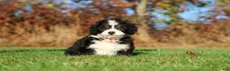 Mini Bernedoodle dogs for sale: Colt - Ad 3