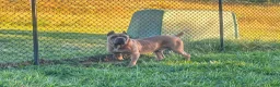 Cane Corso dogs for sale: Cane Corso Puppy 6 - Ad 19