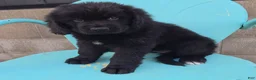 Newfoundland dogs for sale: Ruby - Ad 4
