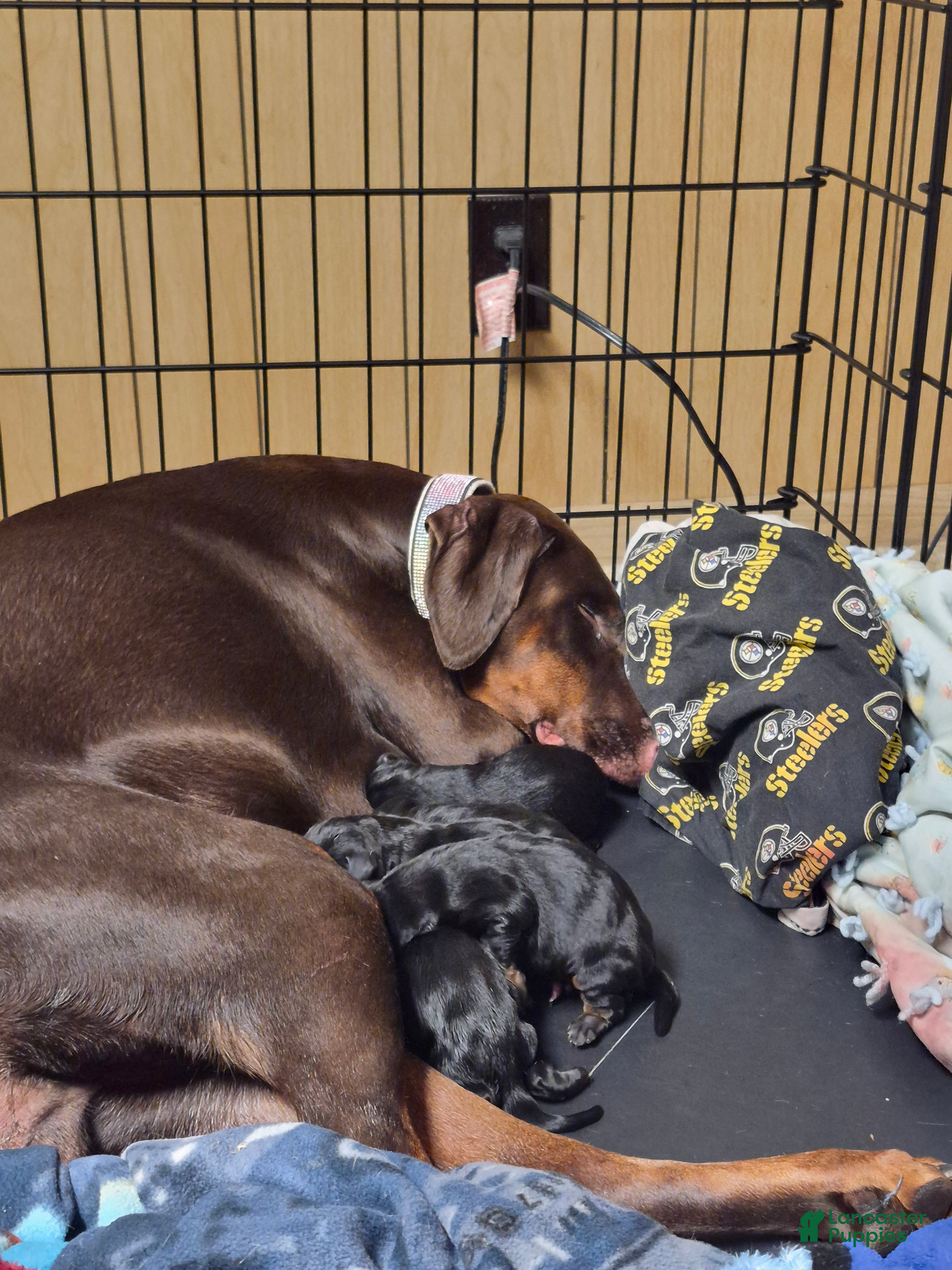 Doberman Pinscher dogs Doberman Pinscher 1 - Ad 2