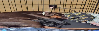 Doberman Pinscher 1