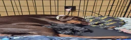 Doberman Pinscher dogs for sale: Doberman Pinscher 1 - Ad 1