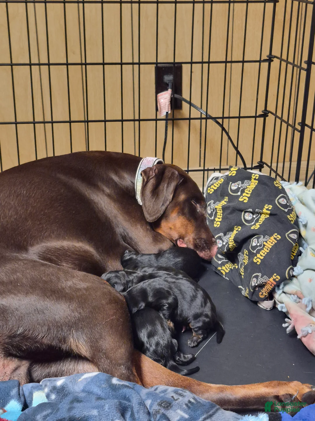 Doberman Pinscher dogs for sale: Doberman Pinscher 1 - Ad 1