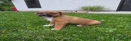 Mixed Breed dogs for sale: Bo - Ad 4