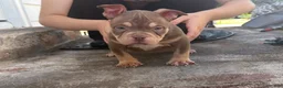 American Bully dogs for sale: American Bully Chocolate Tri Color  - Ad 2