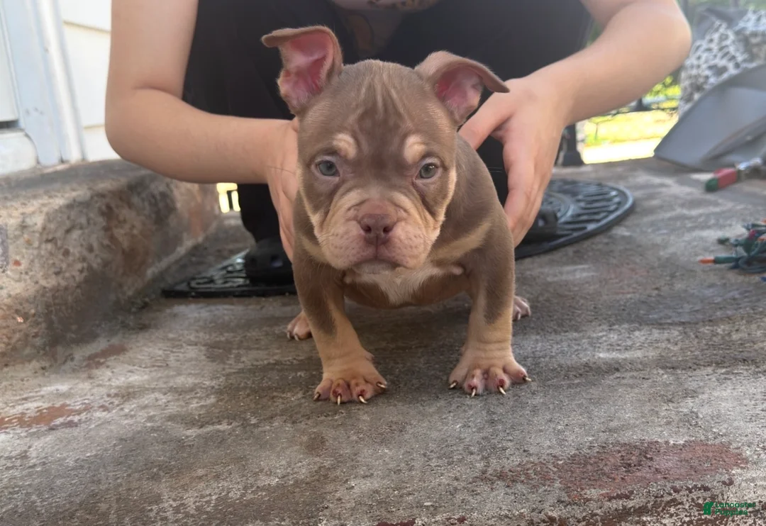 American Bully dogs for sale: American Bully Chocolate Tri Color  - Ad 2