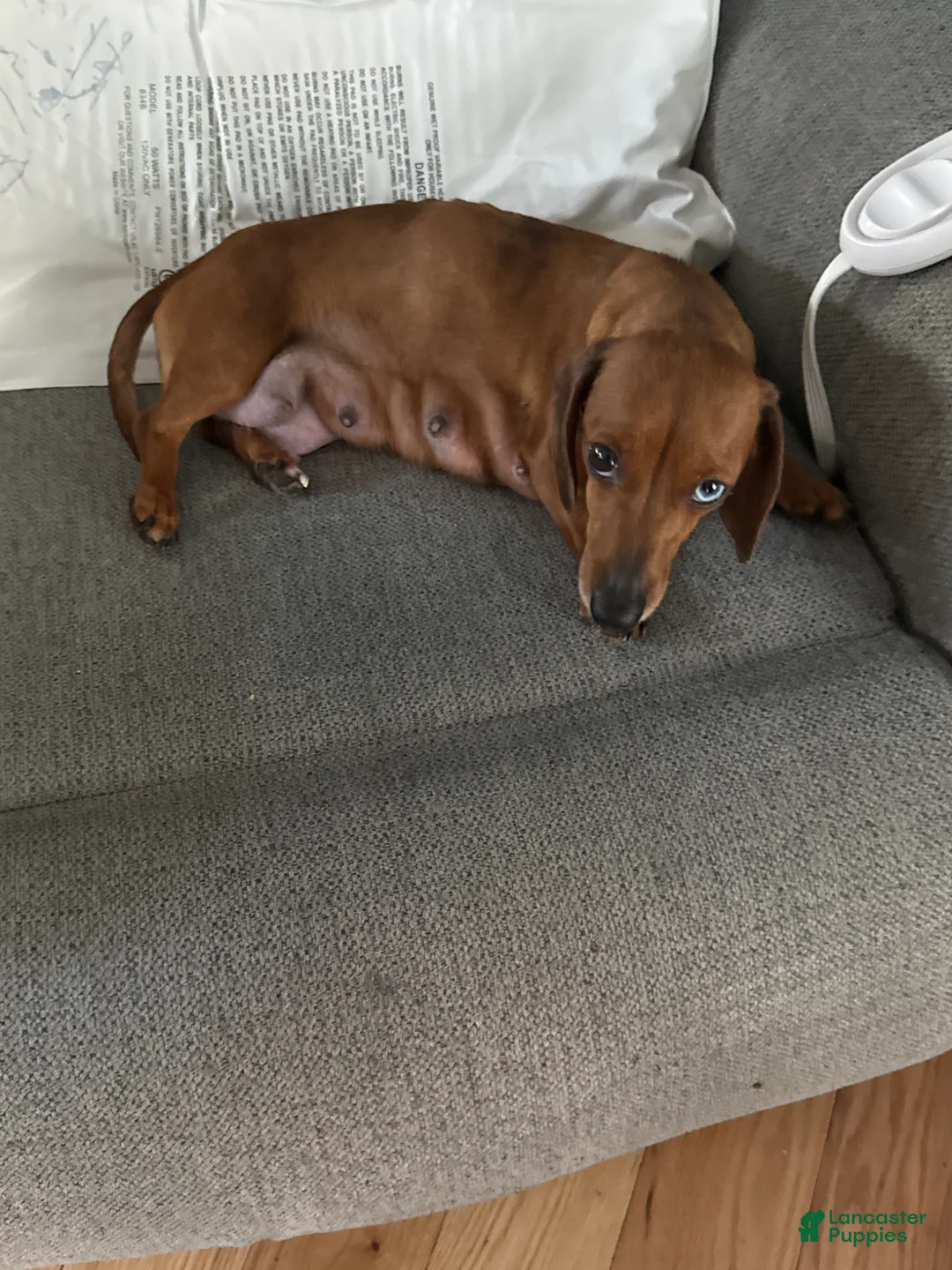 Dalmatian dogs for sale: Bear - Ad 2