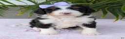 Mini Bernedoodle dogs for sale: Mini Sadie  - Ad 12