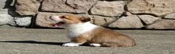 Welsh Corgi Pembroke dogs for sale: Denver - Ad 1