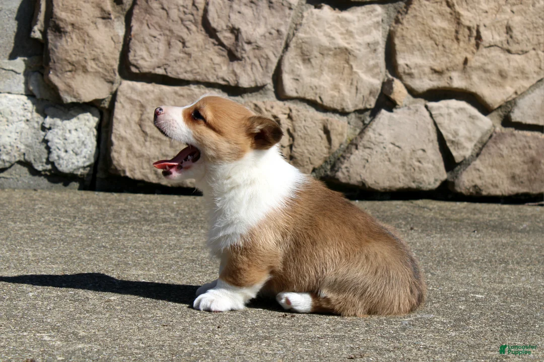 Welsh Corgi Pembroke dogs for sale: Denver - Ad 1