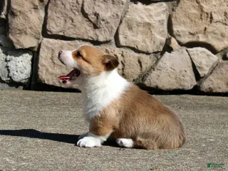 Welsh Corgi Pembroke dogs for sale: Denver - Ad 1