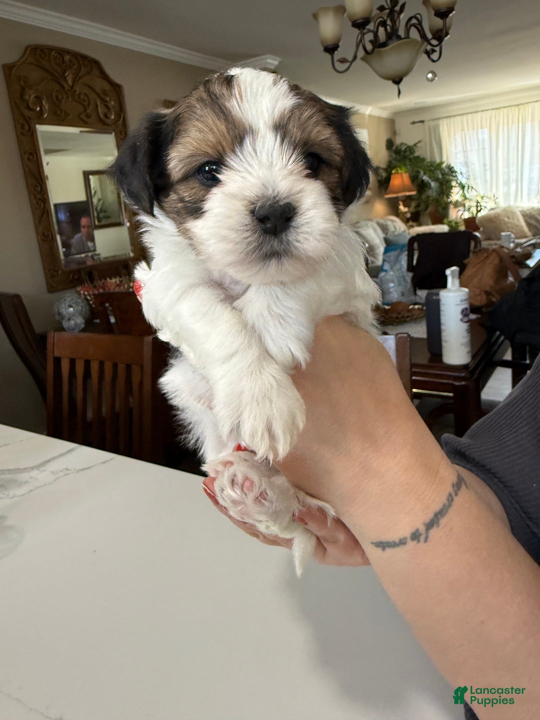 Shorkie dogs for sale: Shorkie Puppy 1 Milo - Ad 4