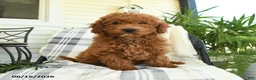 Mini Goldendoodle dogs for sale: Grayson - Ad 3