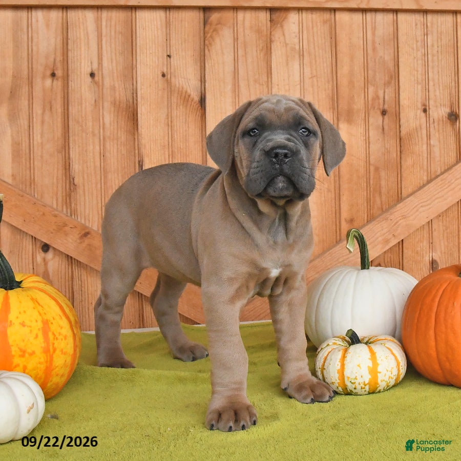 Cane Corso dogs for sale: Claire - Ad 1
