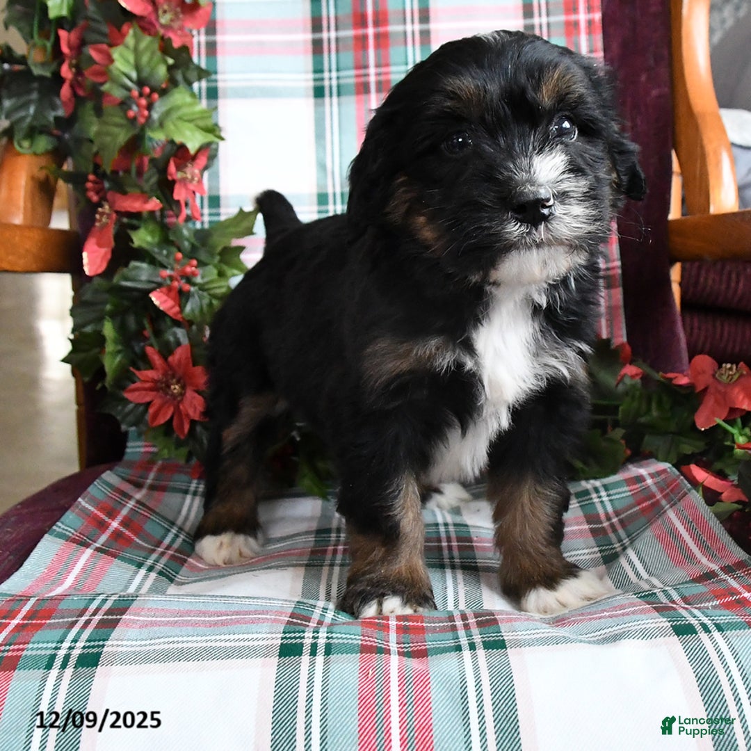 Bernedoodle dogs for sale: Chuck - Ad 3