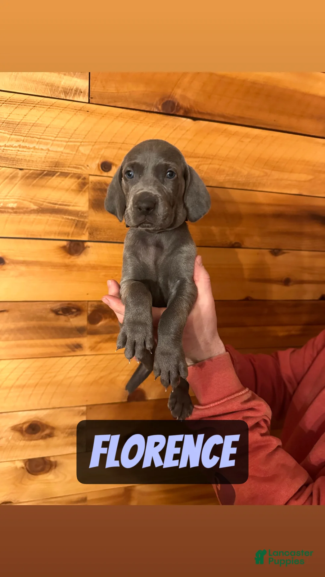 Weimaraner dogs for sale: Florence - Ad 1