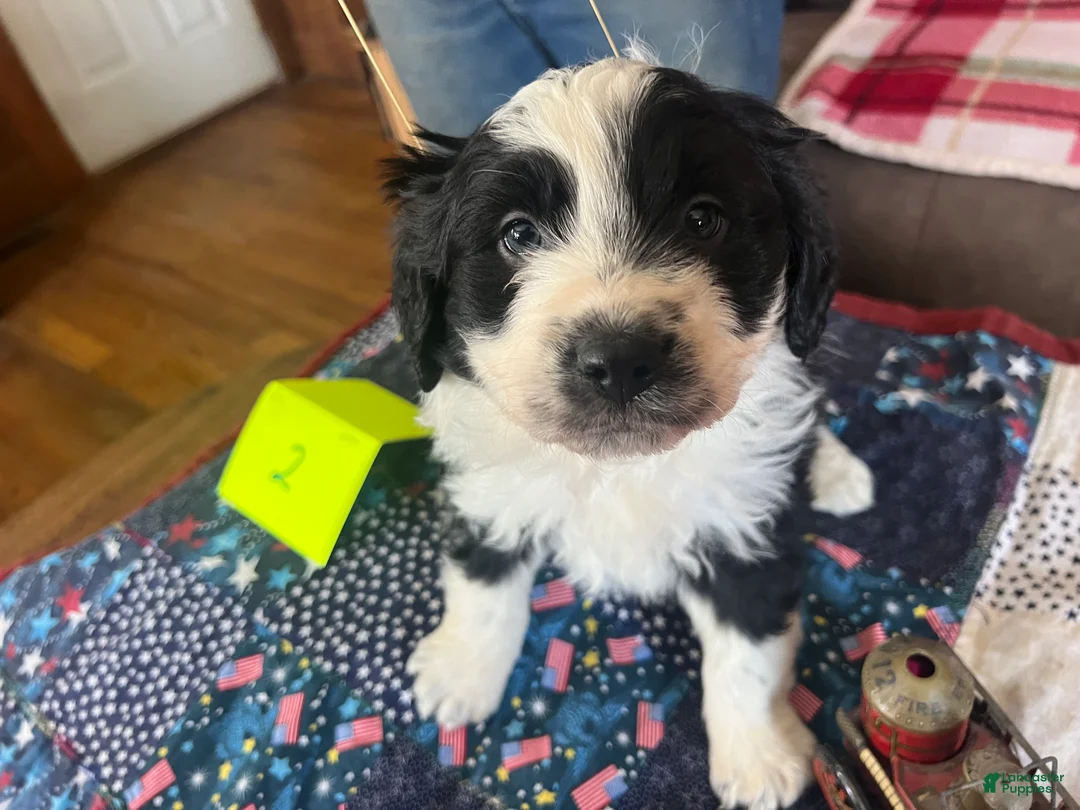 Mini Aussiedoodle dogs for sale: Sam Mini Aussiedoodle Puppy 2  - Ad 2