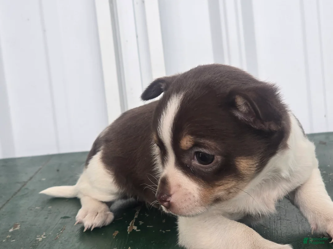 Chihuahua dogs for sale: Chihuahua Puppy 1 - Ad 2