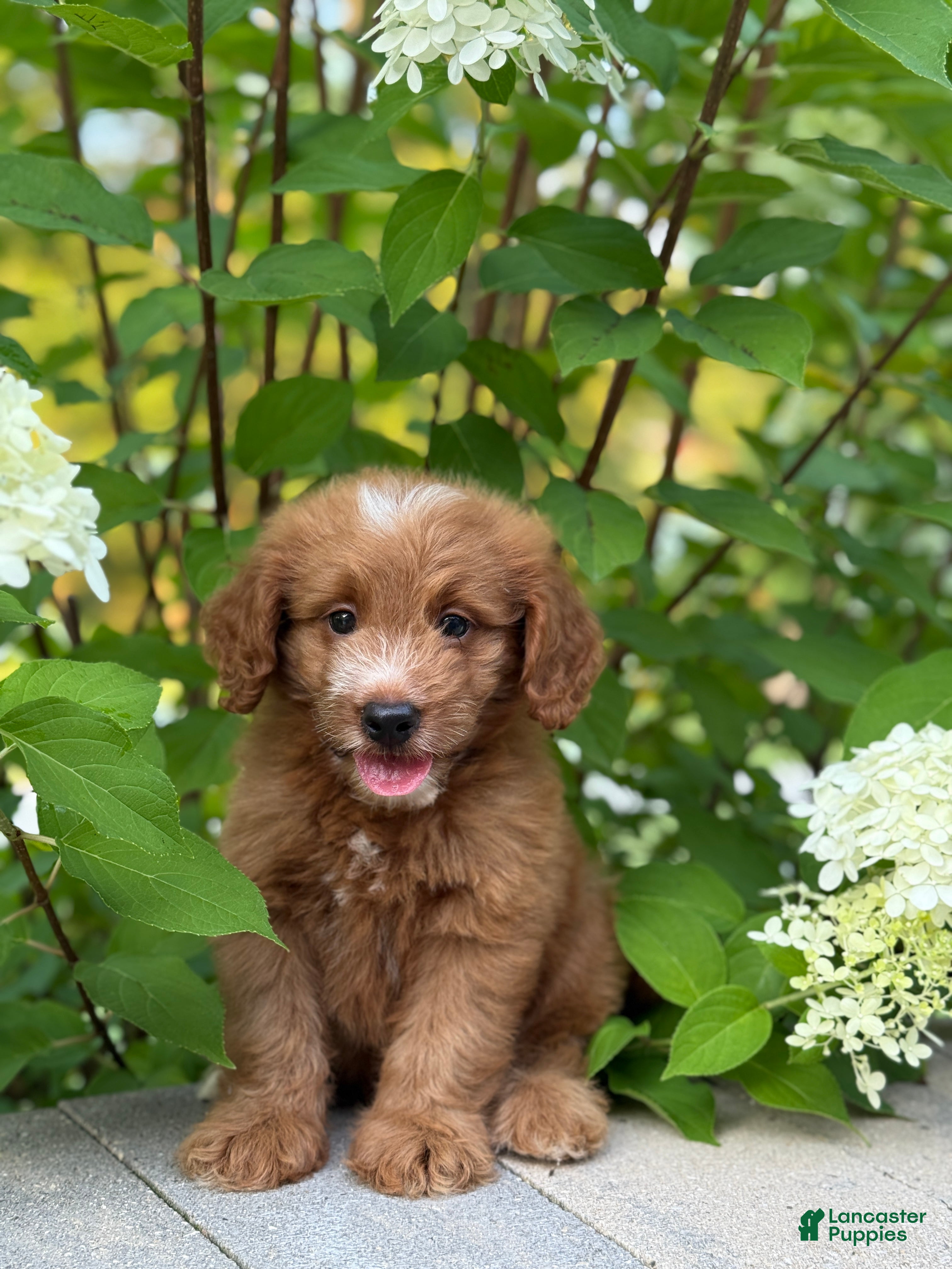 Mini Goldendoodle dogs Cozy - Ad 34