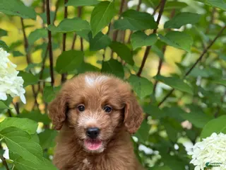 Mini Goldendoodle dogs Cozy - Ad 32