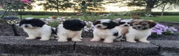 Teddy Bear dogs for sale: Chloe - Ad 15