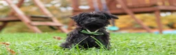 Yorkiepoo dogs for sale: Randall - Ad 5