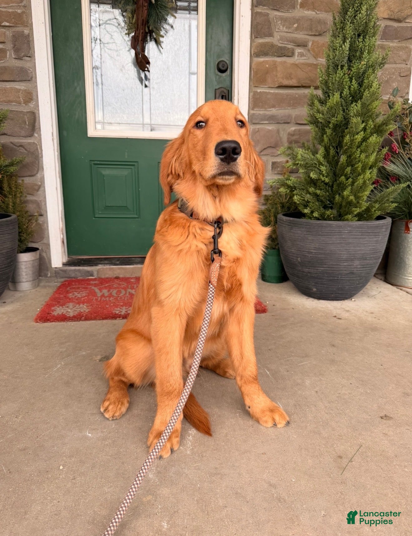 Golden Retriever dogs Golden Retriever Puppy 1 - Ad 2