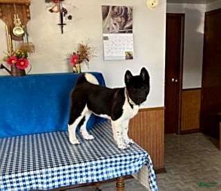 Akita dogs Sparkle - Ad 1