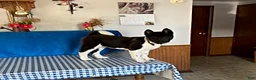 Akita dogs for sale: Sparkle - Ad 1