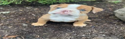 English Bulldog dogs for sale: Harley - Ad 14