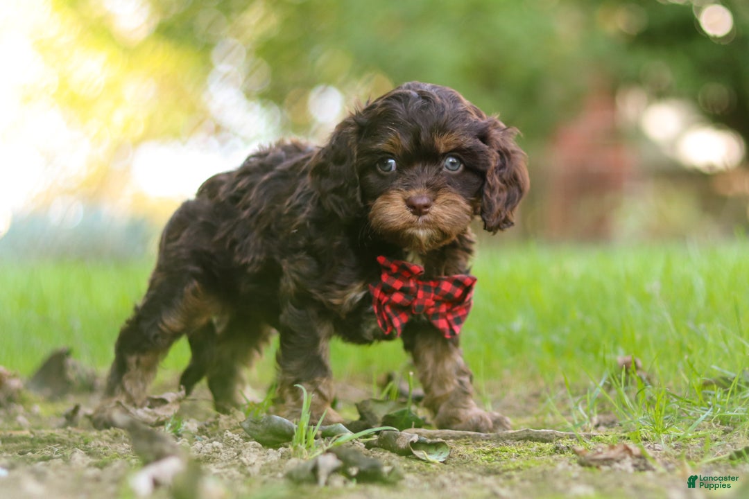 Cavapoo dogs for sale: Captain - Ad 17