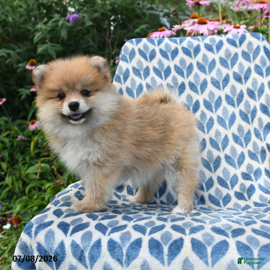 Pomeranian dogs Mercy - Ad 1