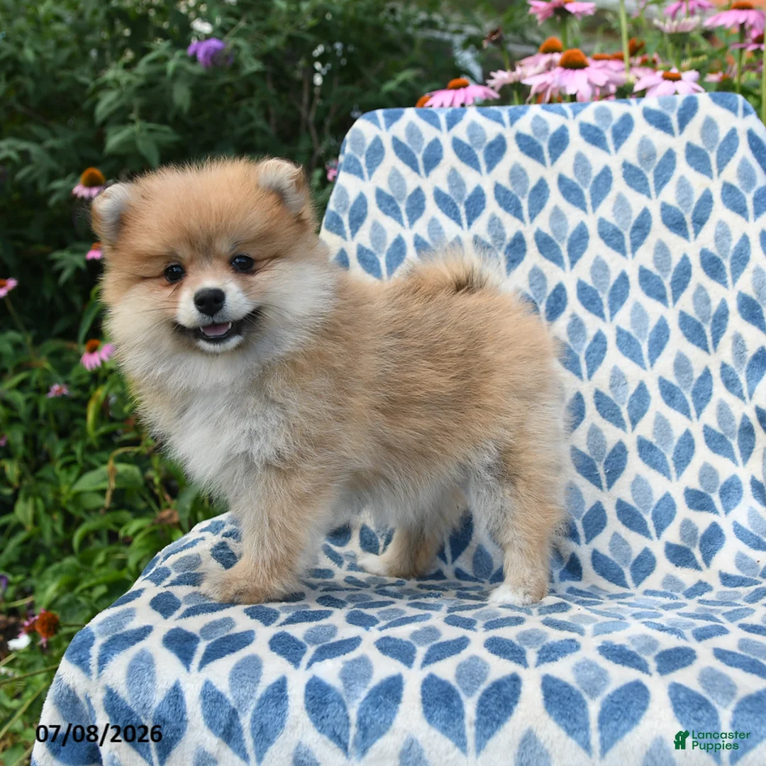 Pomeranian dogs for sale: Mercy - Ad 1