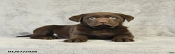 Labrador Retriever dogs for sale: Buster - Ad 3
