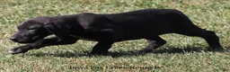 Great Dane dogs for sale: Sadie - Ad 9