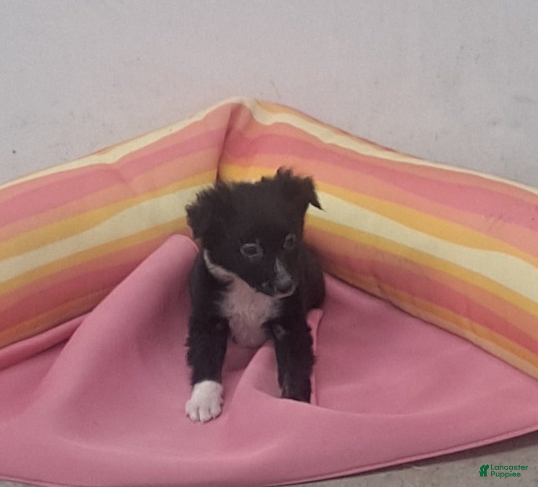 Miniature Australian Shepherd dogs for sale: Tim - Ad 3