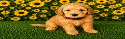 Aussiedoodle dogs for sale: Red Collar  - Ad 1