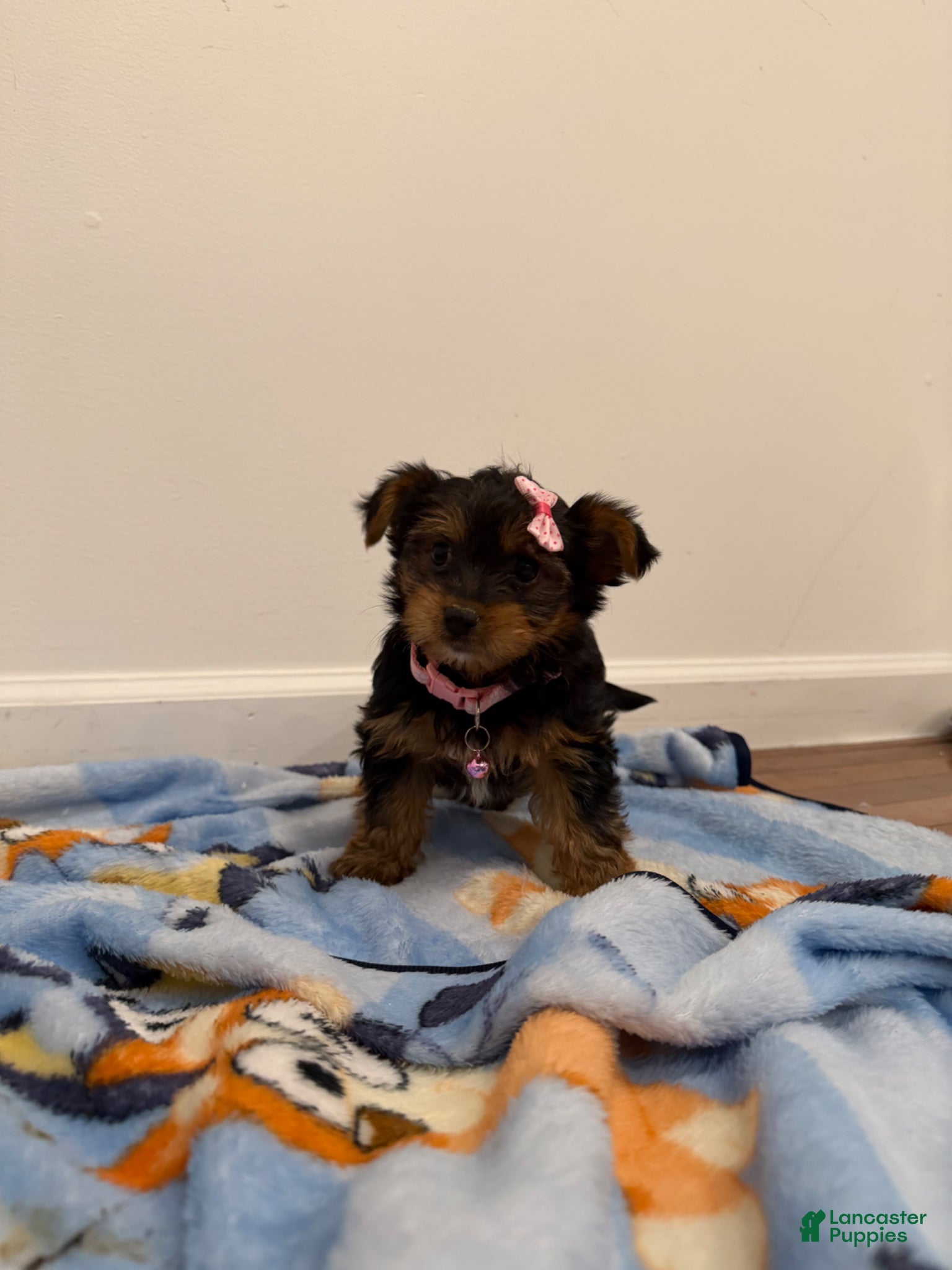 Yorkshire Terrier dogs Lala - Ad 42