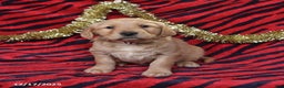 Golden Retriever dogs for sale: Rhoda - Ad 3