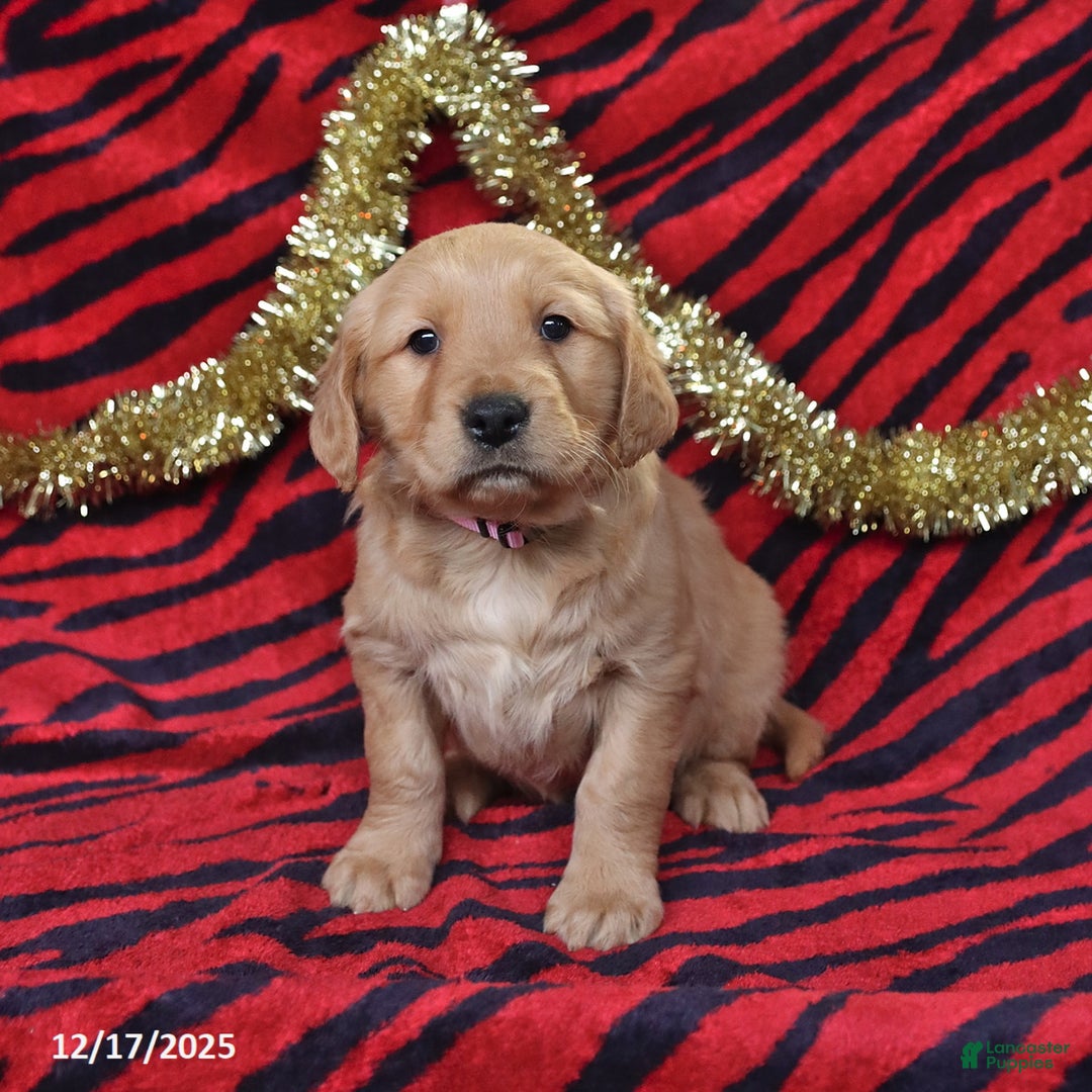 Golden Retriever dogs for sale: Rhoda - Ad 3