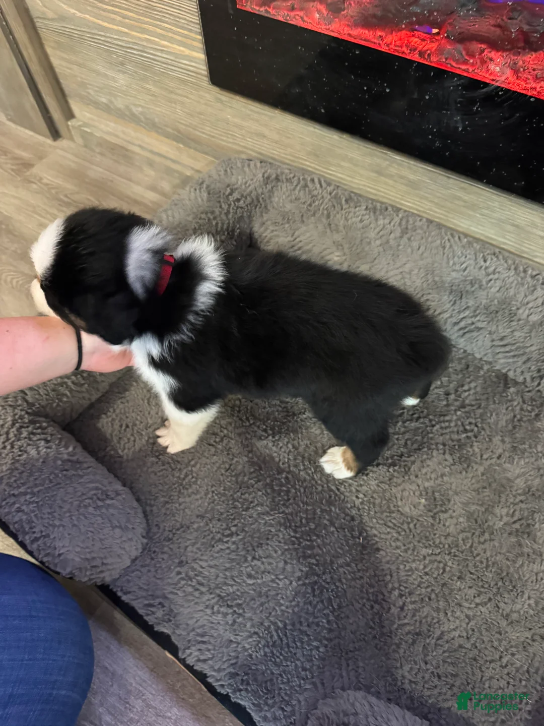 Australian Shepherd dogs for sale: Cash  - Ad 2