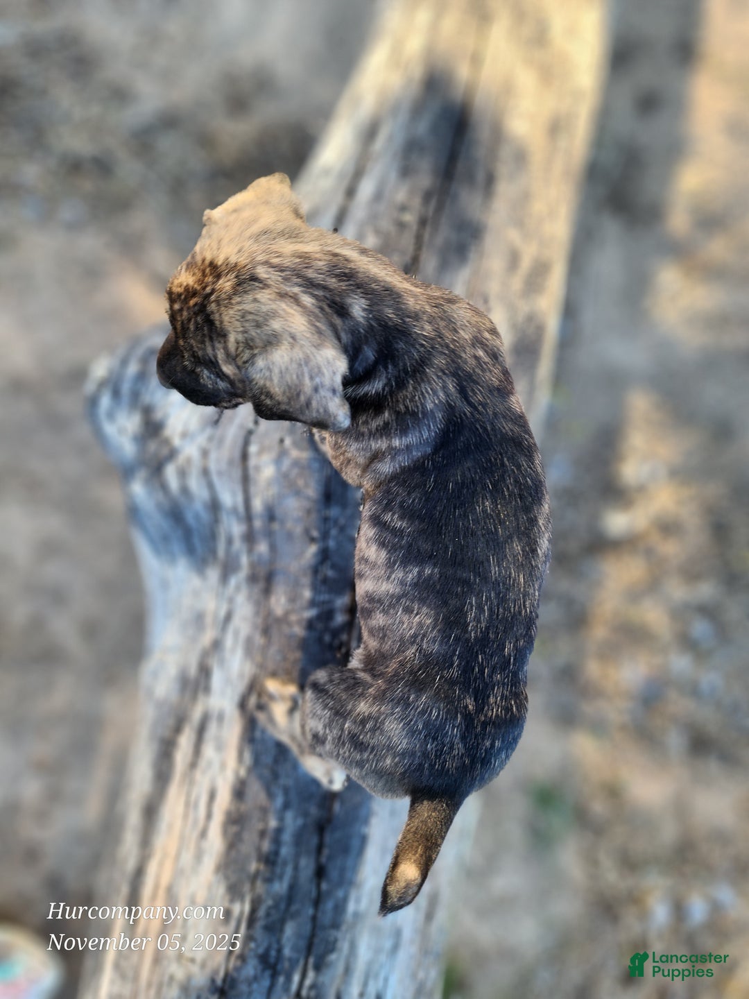 Catahoula Leopard Dog dogs for sale: Tracy II 2025 Female 4 - Ad 12