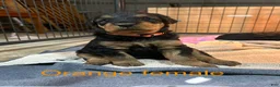 Airedale Terrier dogs for sale:  Orange Female - Ad 1