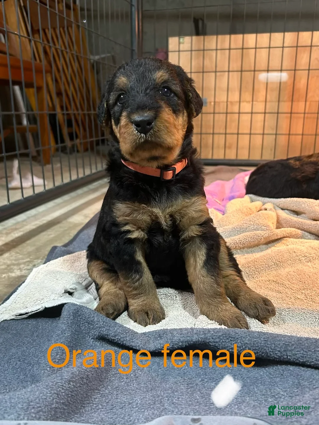 Airedale Terrier dogs for sale:  Orange Female - Ad 1