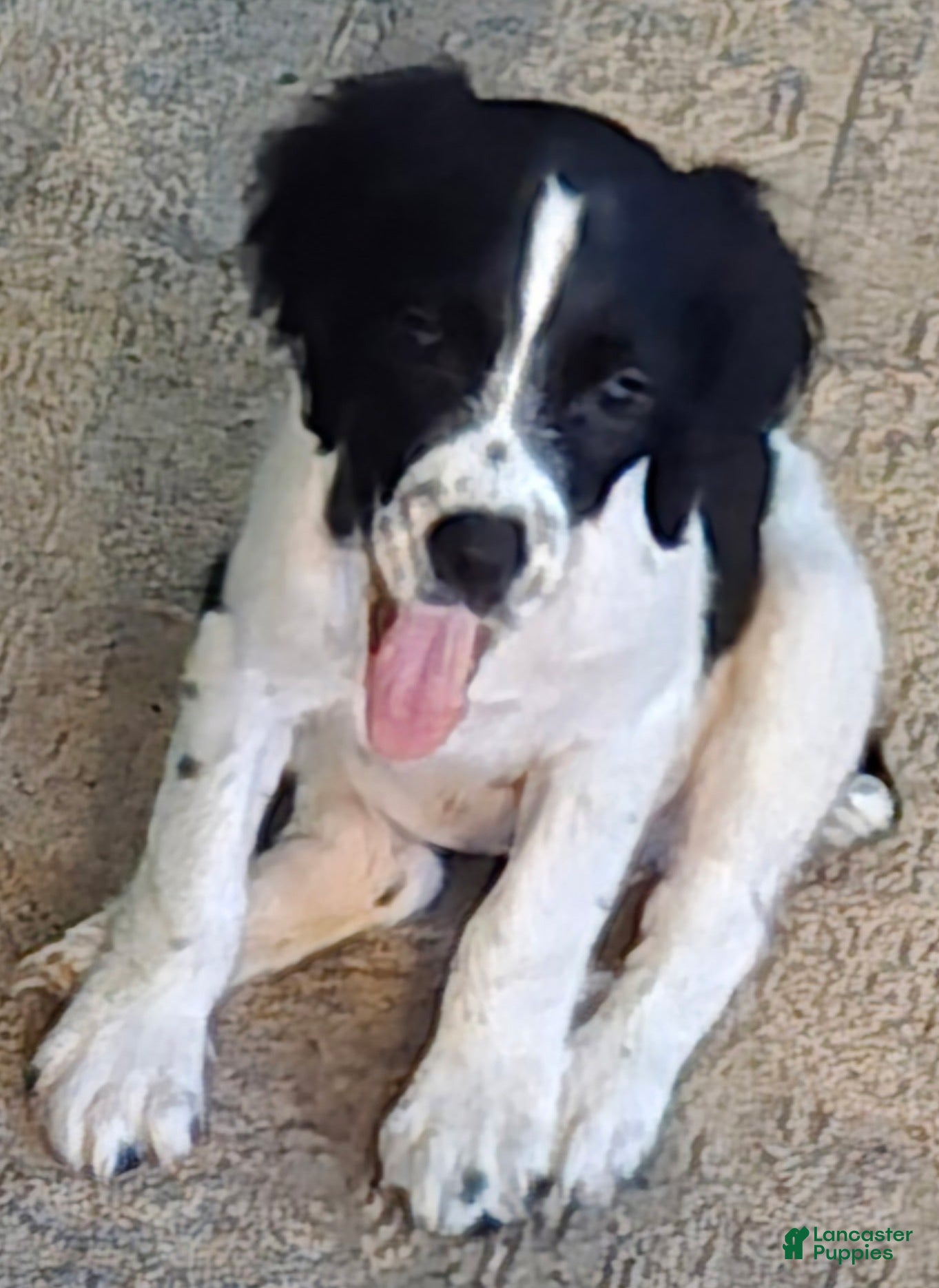 English Springer Spaniel dogs Merlin - Ad 1